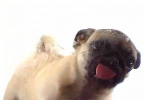 image of a dog (pug) licking the screen of the device