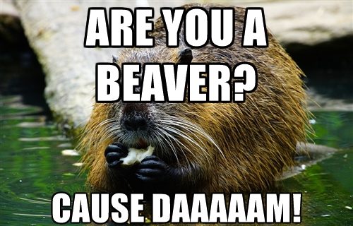 picture of a beaver with the text Are you a beaver? Cause DAAAAAM!