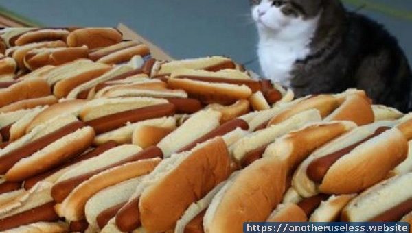 hotdogcat.com