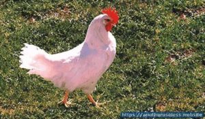 agitated chicken on grass