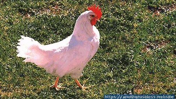 agitatedchicken