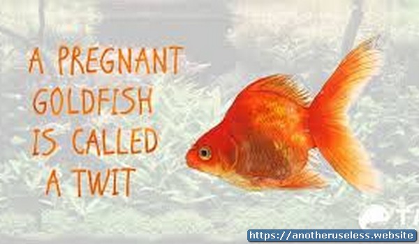 A pregnant goldfish is called a twit.